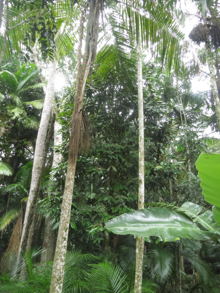 Rio do Sul, IFC (20)