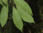 Rio do Sul, IFC (10)