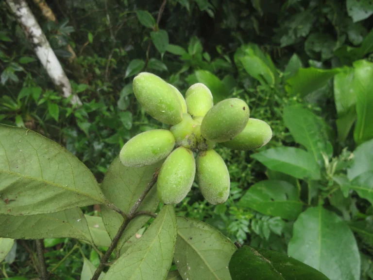 Rio do Sul, Fazenda na divisa com Ibirama (600)