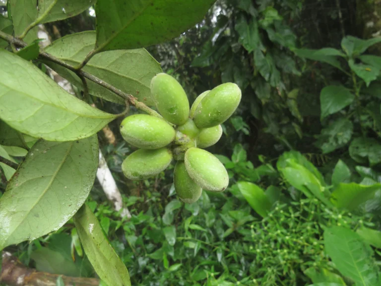 Rio do Sul, Fazenda na divisa com Ibirama (609)