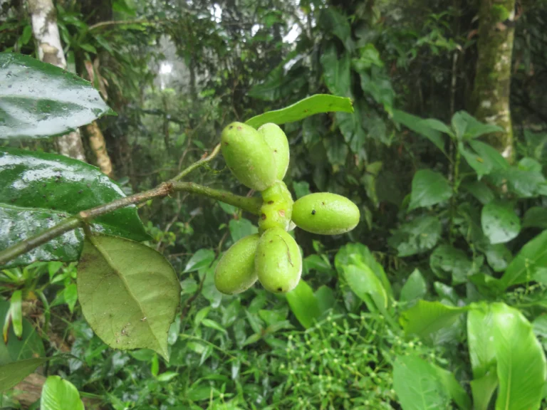 Rio do Sul, Fazenda na divisa com Ibirama (605)