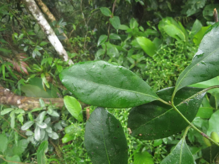 Rio do Sul, Fazenda na divisa com Ibirama (602)
