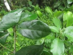 Rio do Sul, Fazenda na divisa com Ibirama (604)