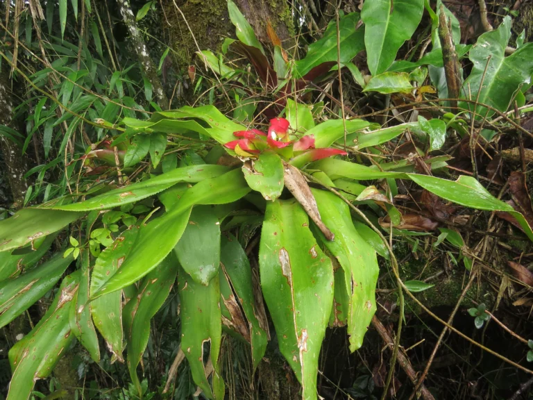Rio do Sul, Fazenda na divisa com Ibirama (729)