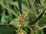 IMG_20260326_101012