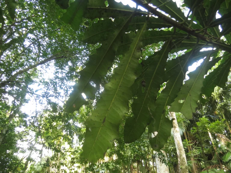 Rio do Sul, Bremer – green park e redondezas (67)