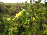 DSCN3271