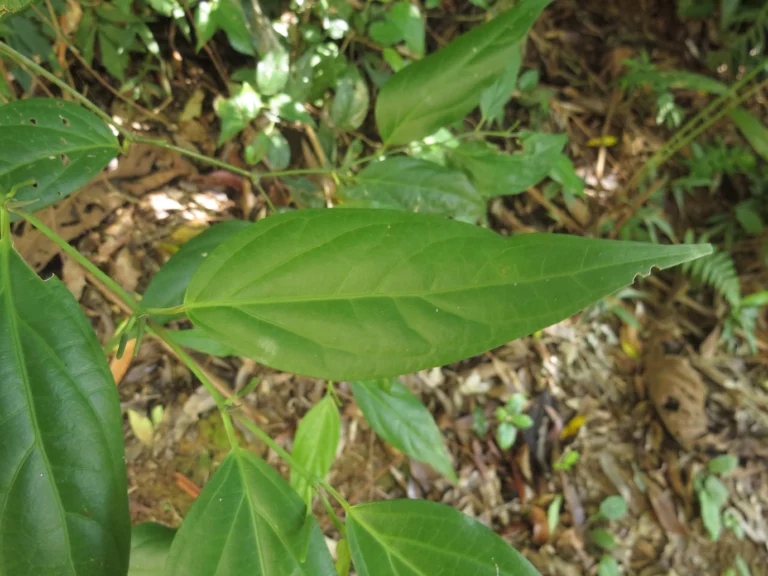 Rio do Sul, Estrada do Morro do Funil (139)