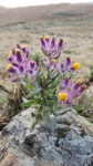 Senecio conyzaeflorus (2)