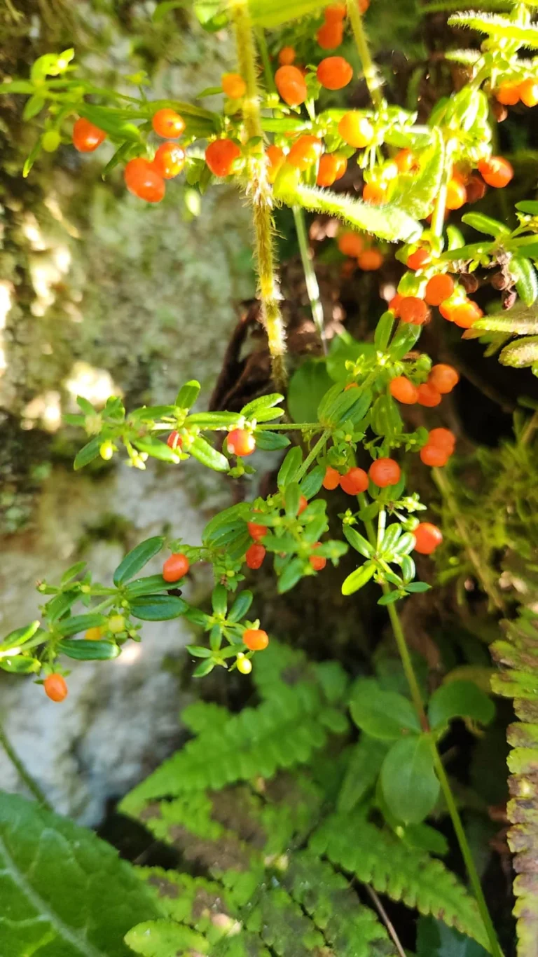 Galium hypocarpium (2)