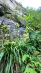 Eryngium smithii (4)