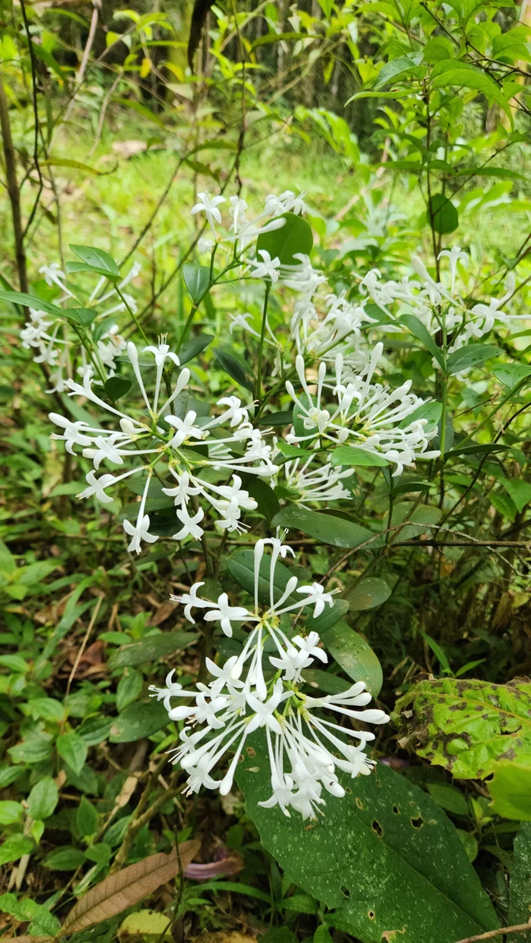 Rudgea parquioides (1)