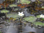 NINFÉIA-RENDADA (Nymphoides indica) (2)