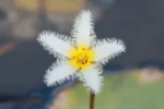 Nymphoides humboldtiana (2)