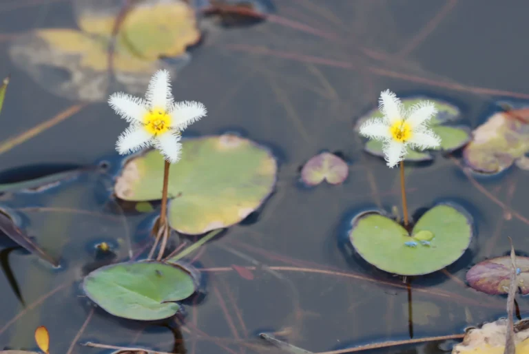 Nymphoides humboldtiana (1)