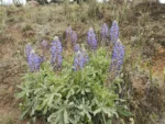 Lupinus lanatus (1)
