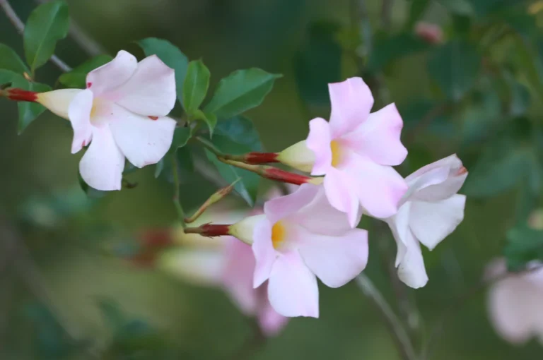 Mandevilla imacullata (2)