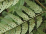 Rio do Sul, Albertina e jardim botanico (113)