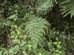 Rio do Sul, Albertina e jardim botanico (111)