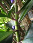 Blumenau, FURB (2)