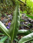 Blumenau, FURB (7)