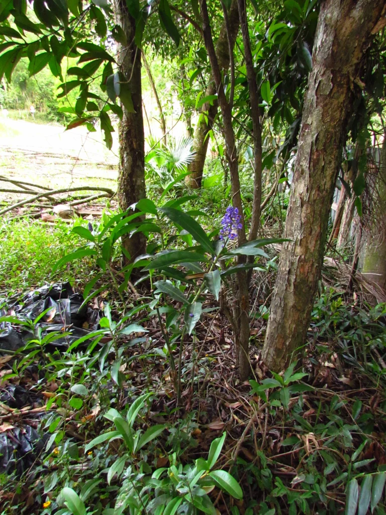 Blumenau, FURB (9)