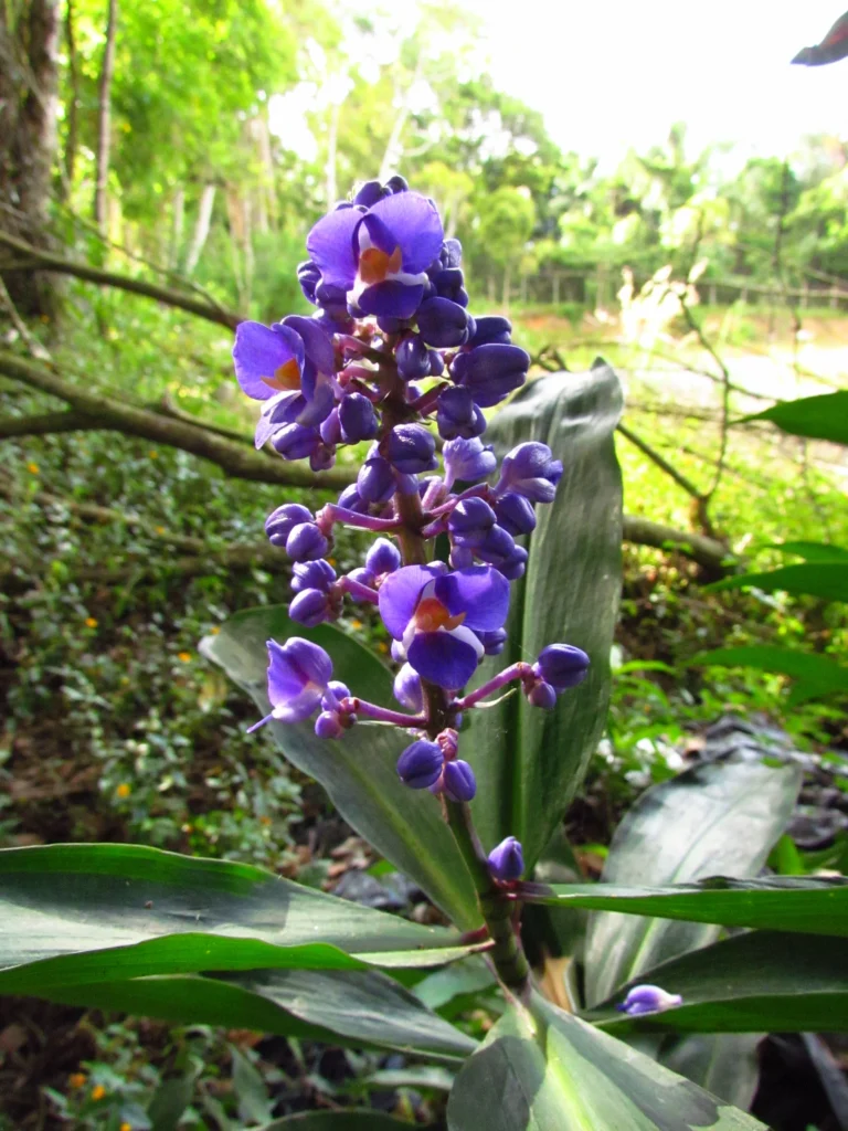 Blumenau, FURB (13)