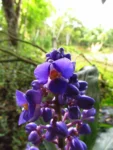 Blumenau, FURB (14)