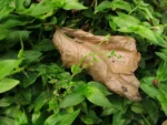 Callisia monandra (5)