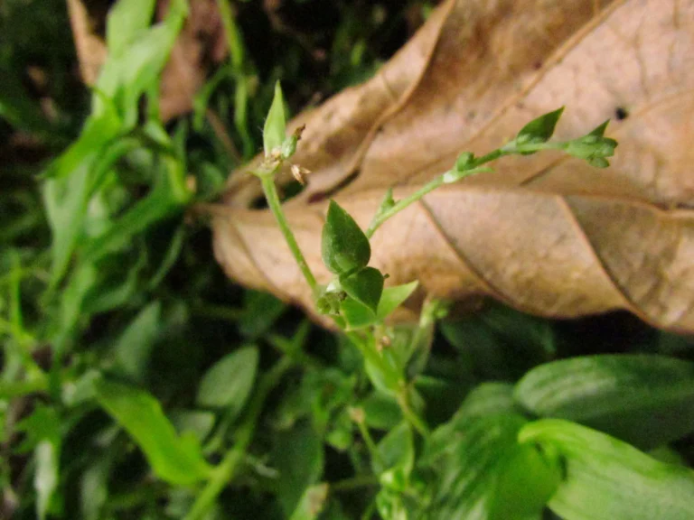 Callisia monandra (7)