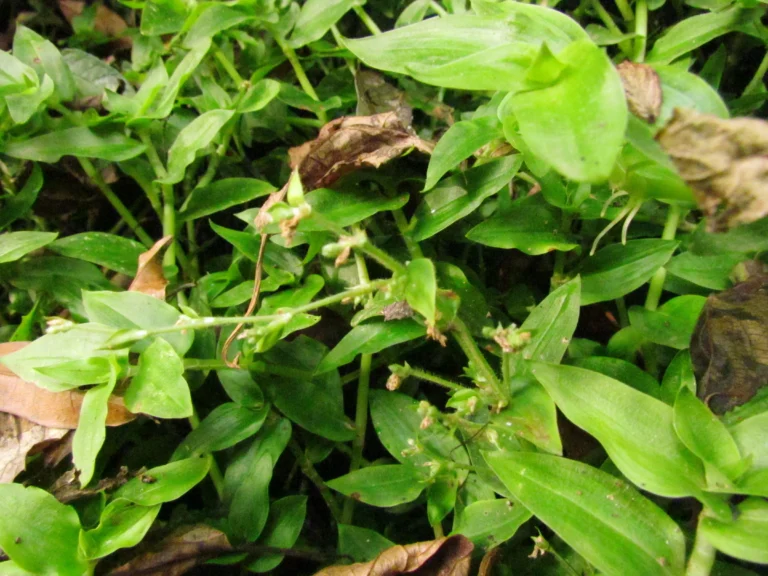 Callisia monandra (8)