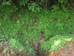 Callisia monandra (9)