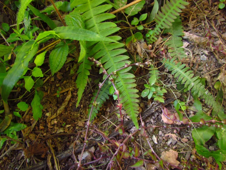 Callisia repens (10)