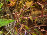 Callisia repens (11)