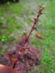 Callisia repens (15)