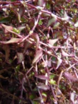 Callisia repens (16)