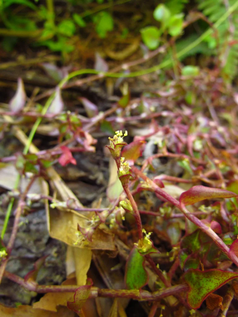 Callisia repens (17)