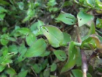 Callisia repens (21)