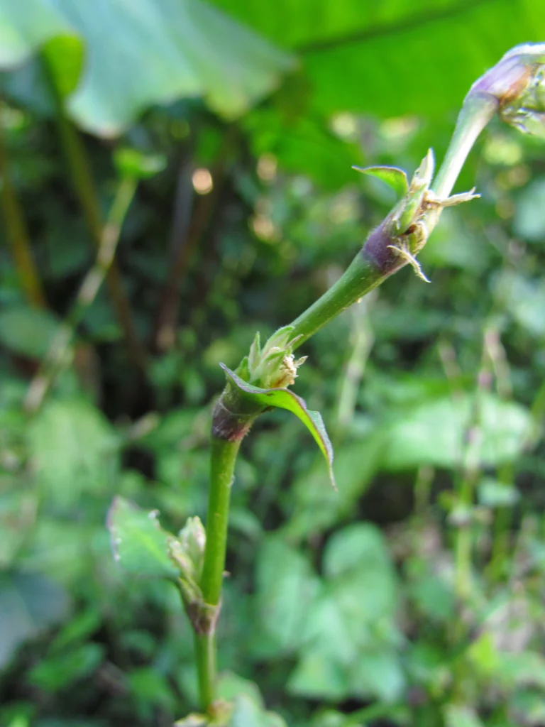 Callisia repens (25)
