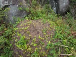 Callisia repens (27)