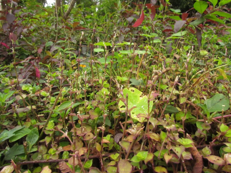 Callisia repens (37)