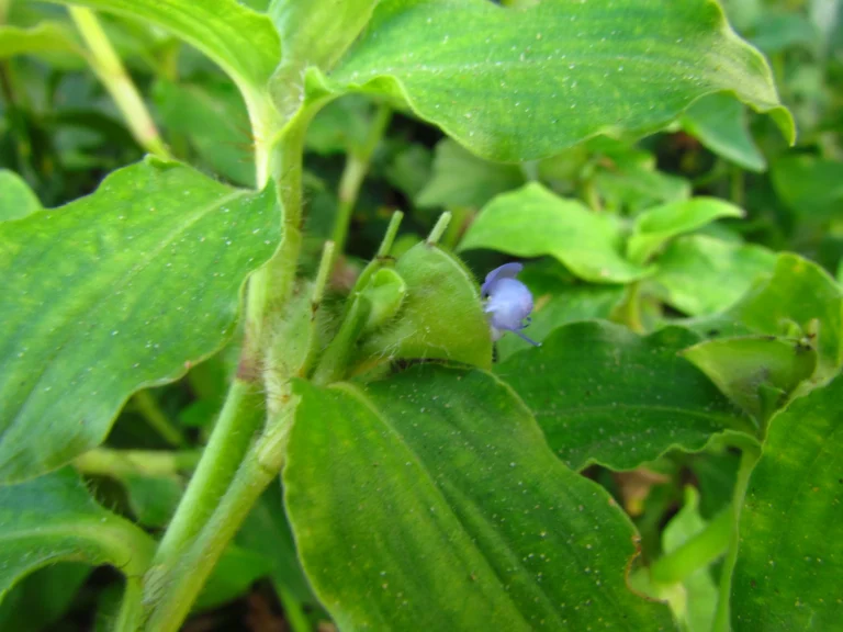 commelina benghalensis (1)