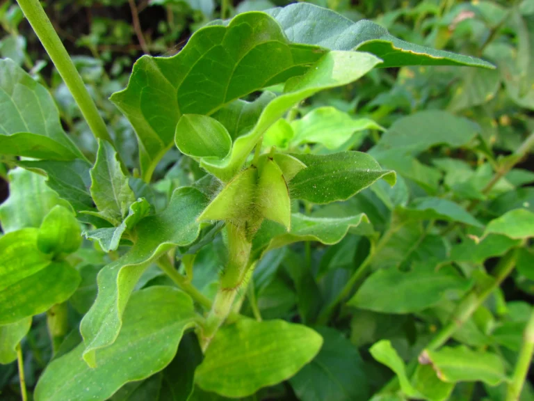 commelina benghalensis (2)