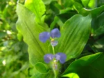 commelina benghalensis (5)
