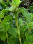 commelina benghalensis (7)