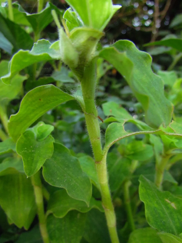 commelina benghalensis (7)