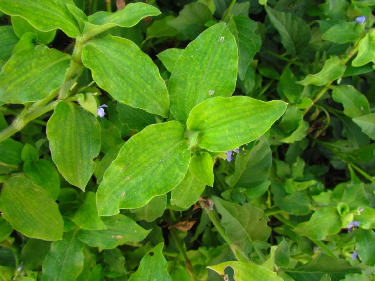 commelina benghalensis (8)