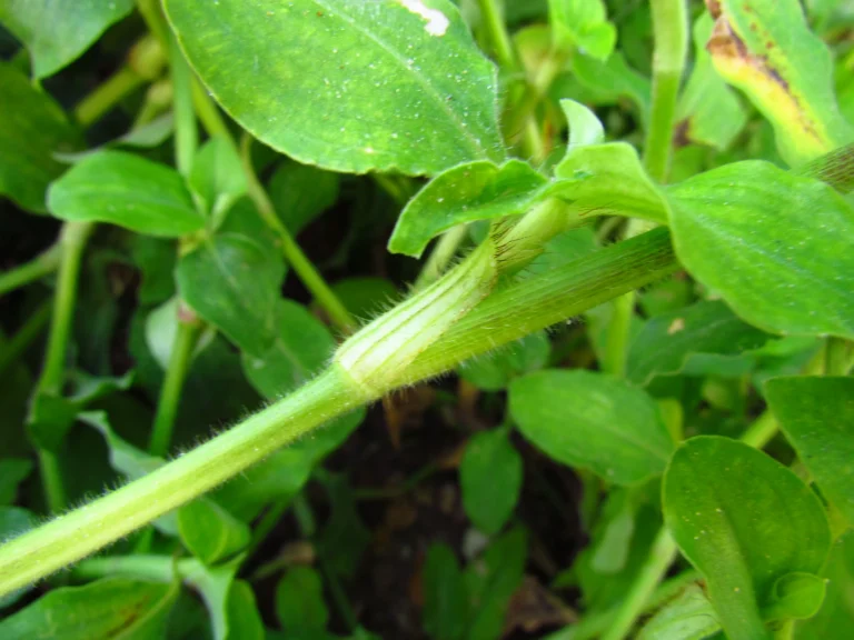 commelina benghalensis (10)