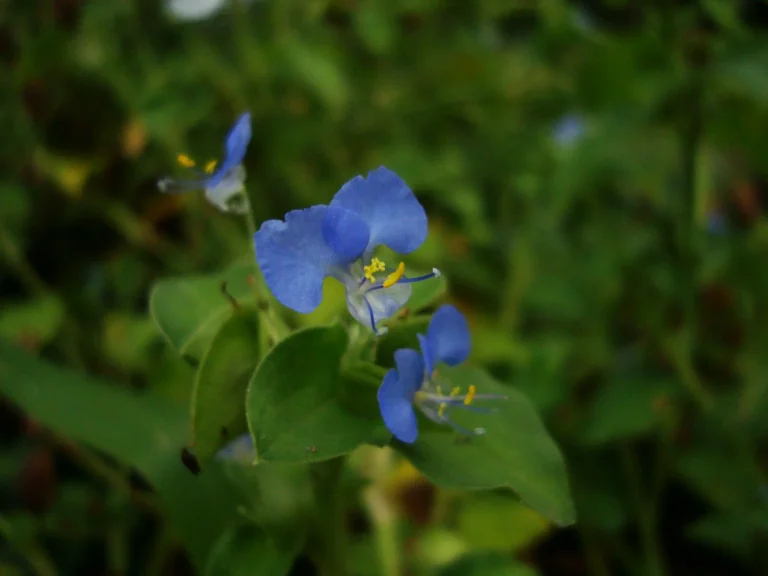 commelina benghalensis (21)