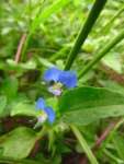 commelina benghalensis (24)